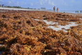 "Crvena plima" napala Floridu: Cvetanje algi dovelo do pomora ribe, a meštani jedva dišu (VIDEO)