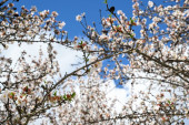 Procvetalo drvo badema u Topoli: Iako je još uvek zima, ono cveta kao da je proleće u punom jeku!