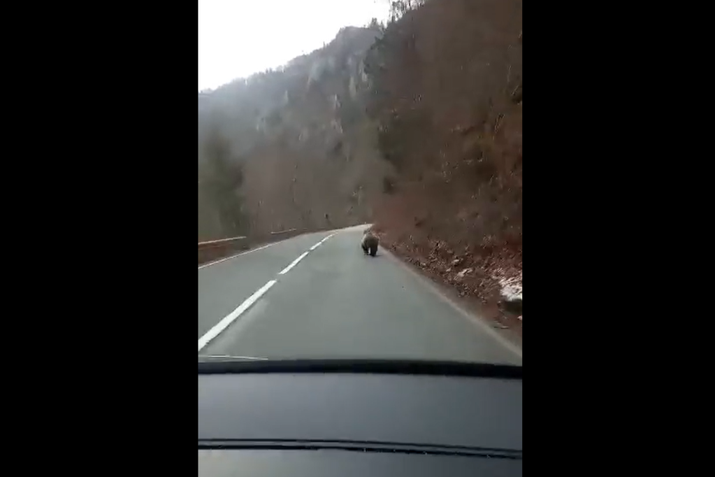Prava retkost! Snimljen medved kako unezvereno trči na putu Đurđevića Tara – Mojkovac (VIDEO)