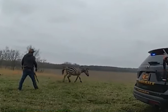 Zebra napala čoveka i umalo mu otkinula celu ruku: Okršaj je imao tragičan kraj (VIDEO)