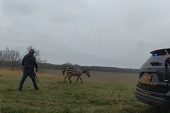 Zebra napala čoveka i umalo mu otkinula celu ruku: Okršaj je imao tragičan kraj (VIDEO)