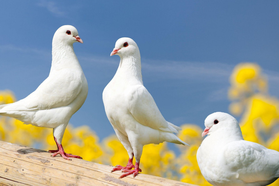 Izaberite jednog goluba i saznajte kakve vam lepe vesti donosi