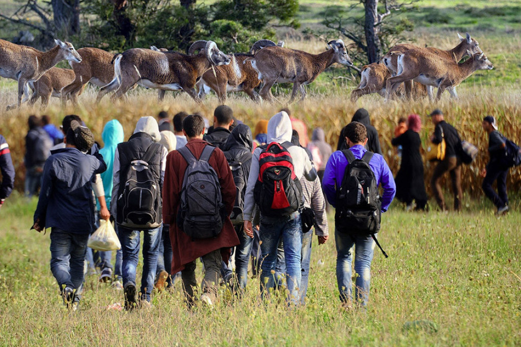 Mufloni i jeleni pobegli zbog migranata: Napravili ogromnu štetu, samo nas životinje koštale preko 50.000 evra