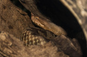 Tri najopasnije zmije koje žive u Srbiji: Najsmrtonosniji je otrov poskoka, a biolog je dao korisne savete ukoliko ih sretnete