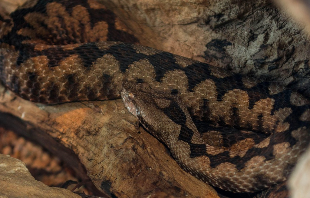 Oprez! Zmije se bude, a jedna otrovnica posebno je aktivna! Poznati hvatač zmija objasnio šta se dešava...