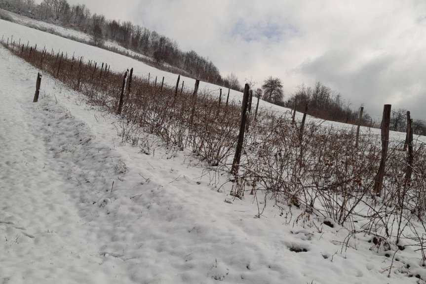 Sneg iznenadio voćare na Ovčaru i Kablaru: Meštane jutros dočekao pokrivač od deset centimetara, a najviše strahuju od mraza! (FOTO)