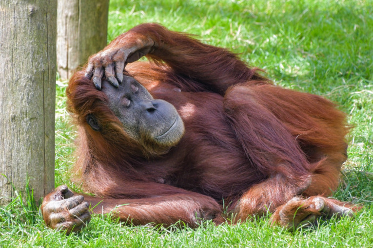 Vršnjak je Obame, Edija Marfija i Dženifer Kulidž: Najstariji orangutan na svetu proslavio rođendan