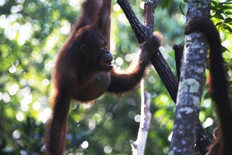 Orangutani imaju jedinstven životni ciklus i navike: Brane se "kotrljajućom galamom", a evo zbog čega koriste "poljubac vriskom" (FOTO)