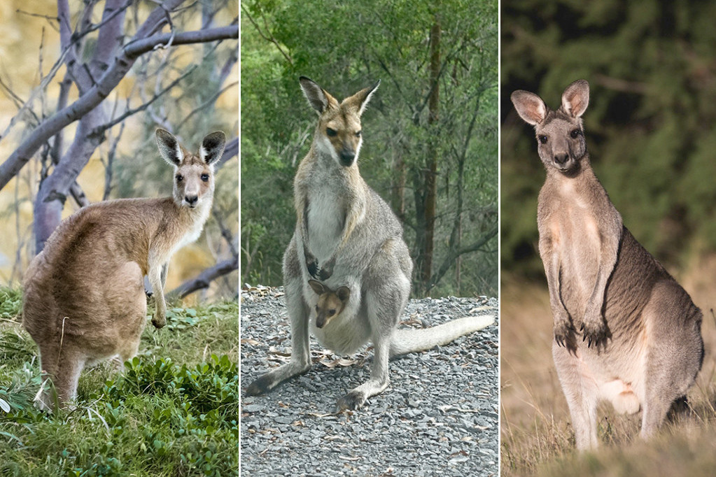 Izaberite jednog kengura i saznajte kakva vam sreća uskoro dolazi u život