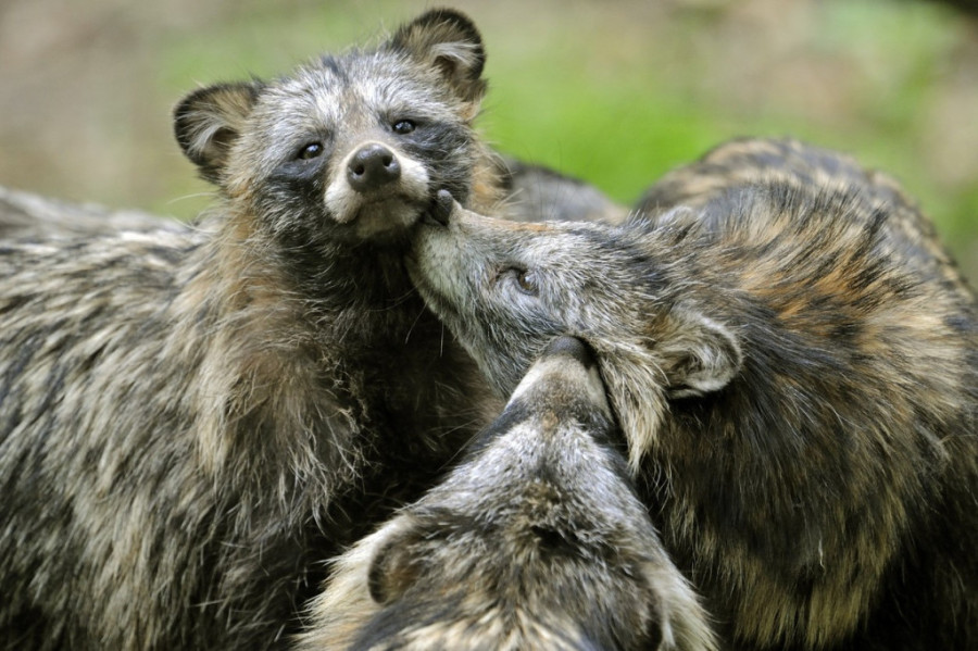 Nije došao iz laboratorije! Naučnici tvrde da su otkrili pravo poreklo kovida