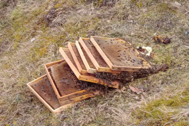 Mečka upala u selo kod Nove Varoši i napravila haos: Razvalila četiri košnice i zasladila se, domaćin postavio električnu ogradu! (FOTO)