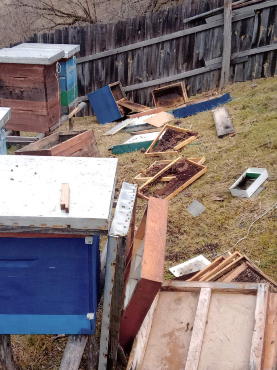 Mečka upala u selo kod Nove Varoši i napravila haos: Razvalila četiri košnice i zasladila se, domaćin postavio električnu ogradu! (FOTO)