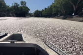 Milioni mrtvih riba preplavili reku u Australiji: Prizor je „nerealan" (VIDEO/FOTO)