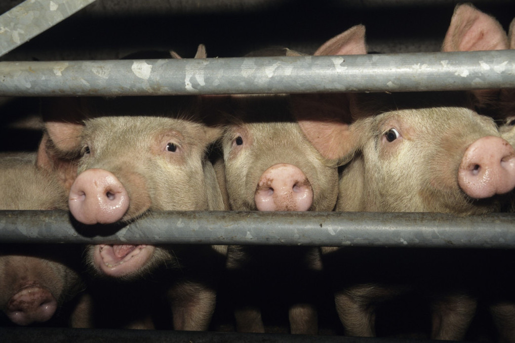 Do danas potvrđena 1.363 slučaja afričke kuge svinja u Srbiji