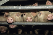 U Crnoj Bari se preduzimaju mere zbog afričke kuge svinja: Postavljena dezinfekciona sredstva, pomaže i Vojska Srbije