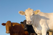 Više od 120 krava zavejano na Suvoj planini! Meštanima u pomoć uskočila i Vojska Srbije