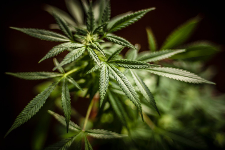 Žena ubijena ispred kuće u Nišu! Komšije kažu - samo što je odvela dete u vrtić