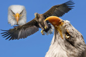 Test ličnosti: Izaberite jednog orla i saznajte čega se plašite