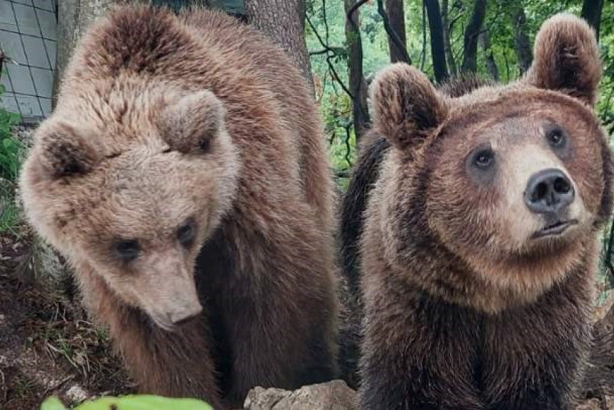 One su najpitomije i najumiljatije medvedice na Balkanu: Maša i Ljubica obožavaju ljude i jedu im iz ruke (VIDEO)