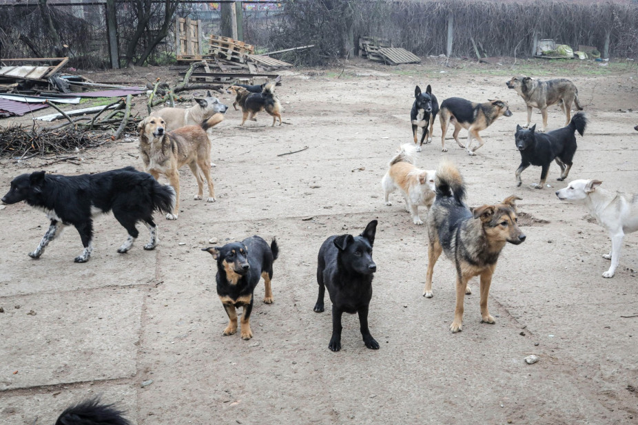 Psi lutalice napale profesorku u Novom Pazaru: U pokušaju da se odbrani, pala i polomila ruku!