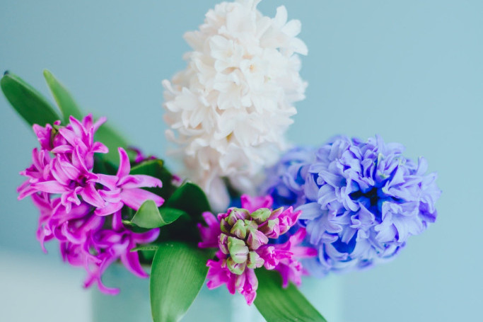 Najlepši prolećni ukras doma opojnog mirisa: Da bi vam duže trajao potrebno je da ga održavate na ovaj način