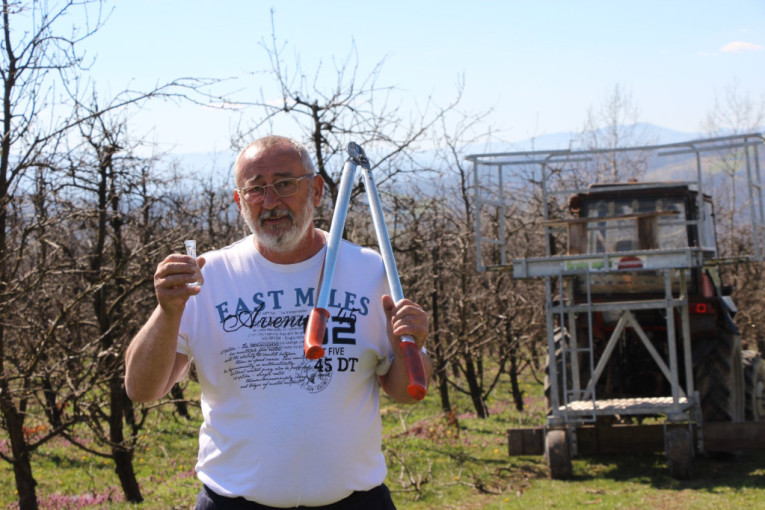 Borko iz Goračića na svom imanju ima čak 5.000 stabala kruške viljamovke: Ovo je tajna voćke od koje se pravi srpska rakija!