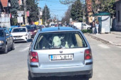 "Vozi Miško" kroz Jakovo: Tele stavili u gepek, pa ga vozili kroz grad! (FOTO)