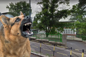 Horor na Miljakovcu: Pas ušetao u dvorište škole i izujedao troje mališana!