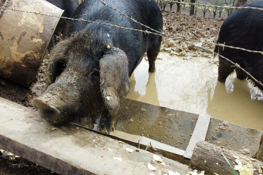 Afrička kuga i dalje hara Srbijom: Bolest napala farmu, moralo da se eutanazira više od 100 svinja