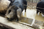 Situacija se malo smiruje: Afrička kuga svinja do sada potvrđena na 1.068 gazdinstava