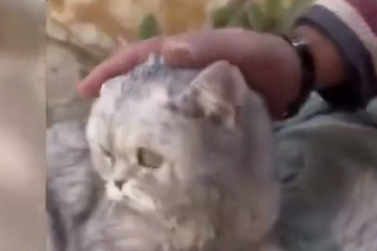 Ne kaže se džaba da mačka ima 9 života: Nađena živa ispod ruševina u Turskoj posle 49 dana! (VIDEO)