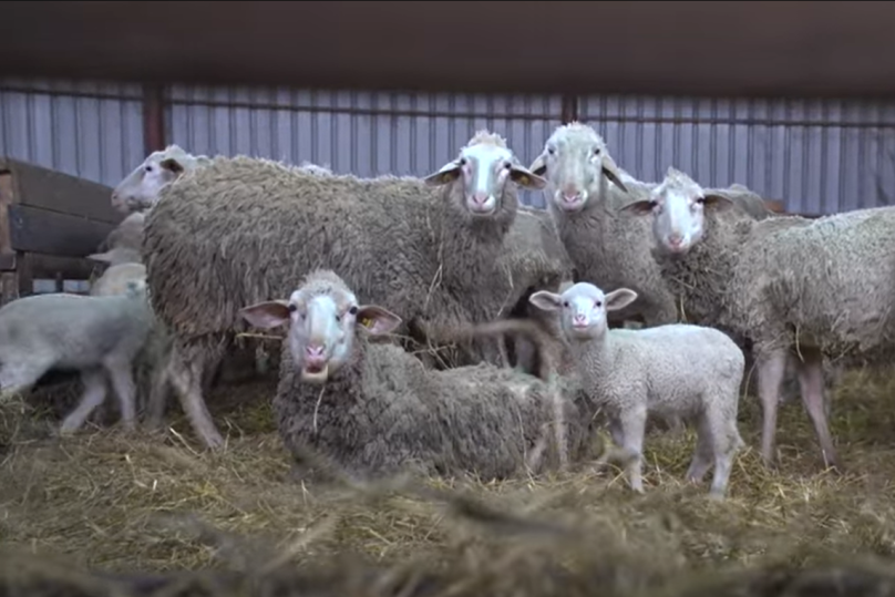 Goran i Sanela se iz Kanade vratili u selo kod Kragujevca: Nema više briga, došli smo da obnovimo dedovinu i gajimo ovce