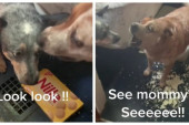 Plačemo! Neko je sinhronizovao psa dok cinkari drugog psa za pojedenu hranu (VIDEO)