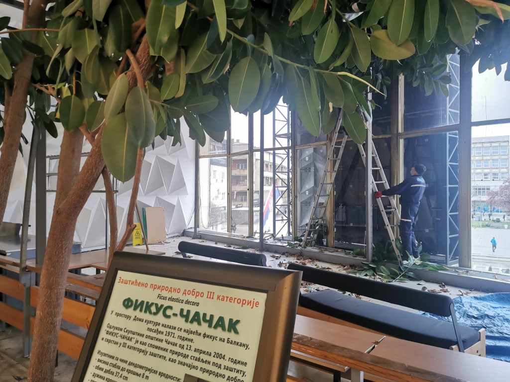 Orezivanje čuda prirode u čačanskom Domu kulture: Svi žele pelcer najvećeg fikusa na Balkanu (FOTO)