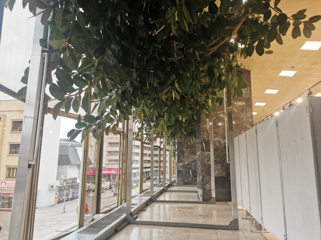 Orezivanje čuda prirode u čačanskom Domu kulture: Svi žele pelcer najvećeg fikusa na Balkanu (FOTO)