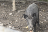 Tomo je pripitomio divljeg vepra od 200 kilogama: Mićko je atrakcija u selu, obožava kukuruz i ima svoju baru za kupanje! (FOTO)