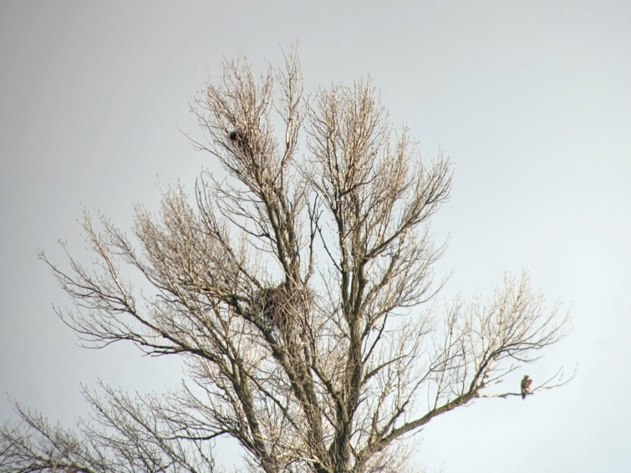 Otkrivena nova gnezda ugrožene vrste orlova krstaša: Ova vrsta ptica simbol je nacionalnog grba Srbije!
