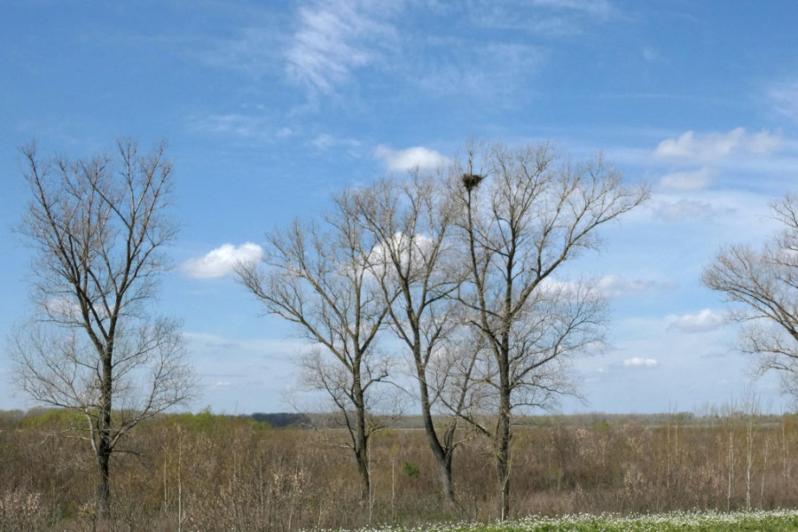 Otkrivena nova gnezda ugrožene vrste orlova krstaša: Ova vrsta ptica simbol je nacionalnog grba Srbije!