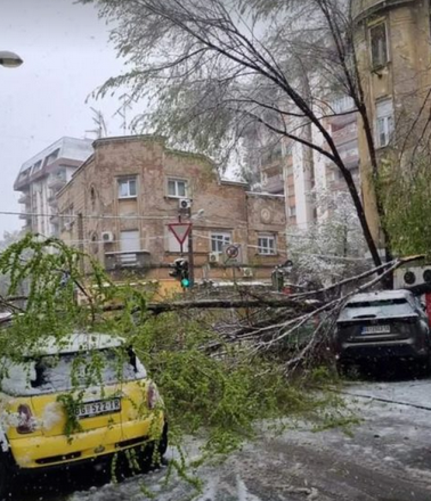 Kolaps u Beogradu: Sneg obara drveće na svakom koraku - ulice blokirane, automobili oštećeni! Dve devojčice povređene na Miljakovcu (FOTO)