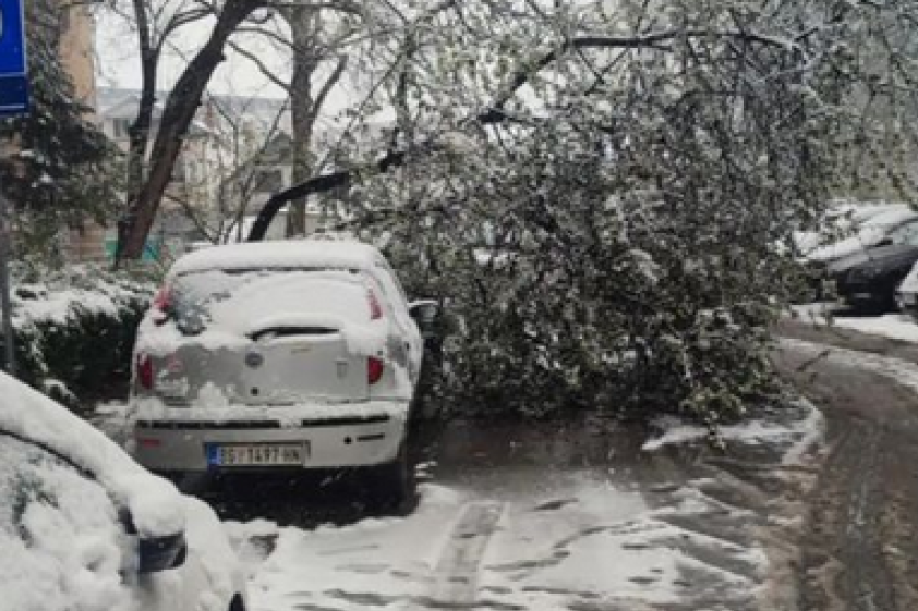 Kolaps u Beogradu: Sneg obara drveće na svakom koraku - ulice blokirane, automobili oštećeni! Dve devojčice povređene na Miljakovcu (FOTO)