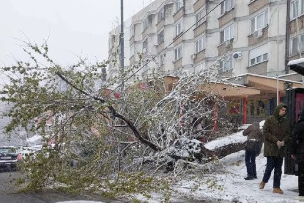 Konstatovane su im lakše telesne povrede: Devojčice na koje je palo drvo na Miljakovcu puštene iz bolnice