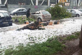 Čovek ostao bez pola auta! Još jedno drvo napravilo haos na Novom Beogradu (FOTO)