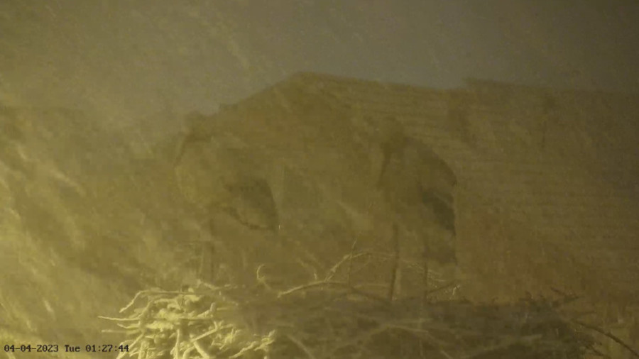 Sneg u aprilu iznenadio rode! Ptice u "šoku", a ovaj neverovatan prizor zatekao i građane (FOTO)