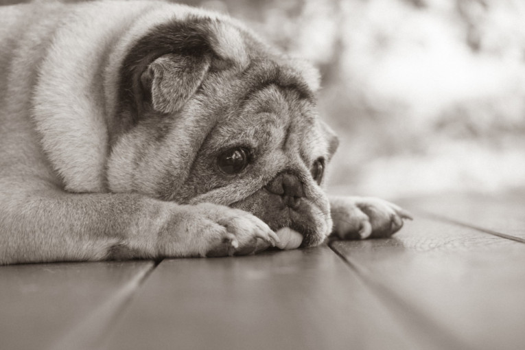 Drhtanje kod pasa može biti više od hladnoće: Evo kada je vreme za hitan odlazak kod veterinara