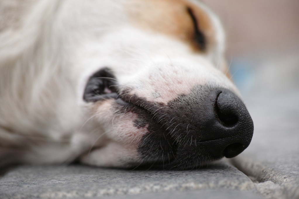 U Britaniji pas izlečen od alkoholizma! Bio pod sedativima četiri nedelje kako bi izbegao napade