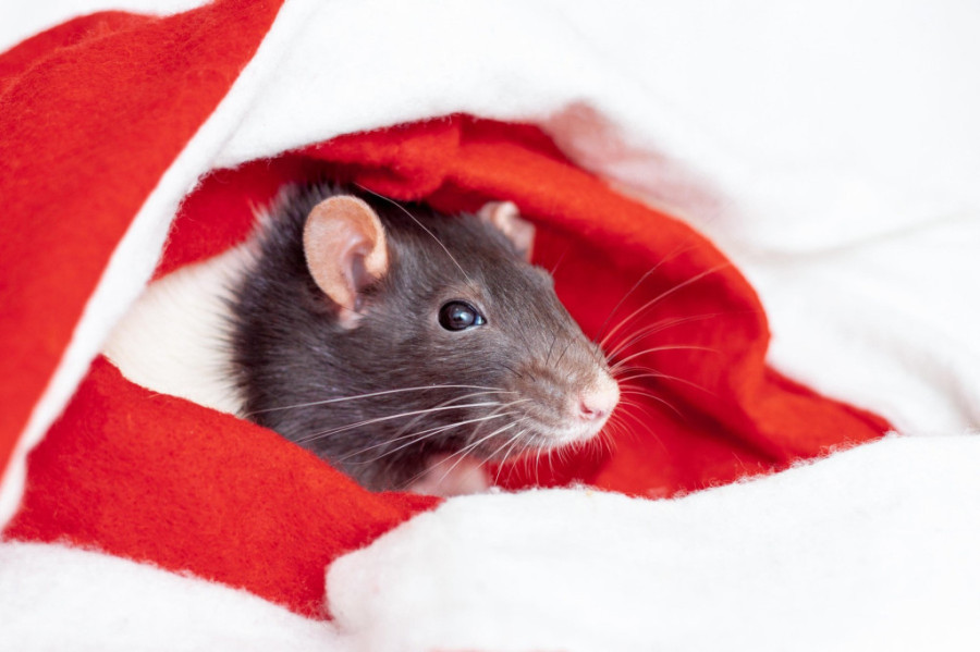 Čega svaki horoskopski znak treba da se reši pre nego što se godina Zmije završi i uđemo u vreme vatrenog Konja