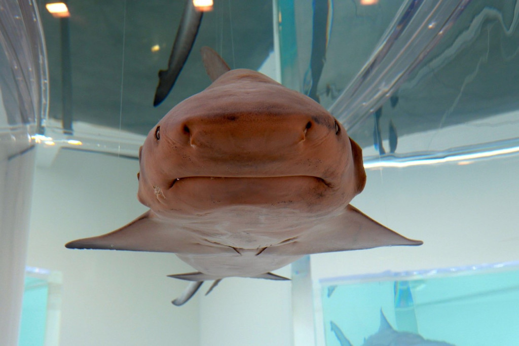 Šokantna dela Dejmijena Hersta dostižu basnoslovne cifre, a sada je optužen za prevaru: Da li za njega važe zakoni? (FOTO)