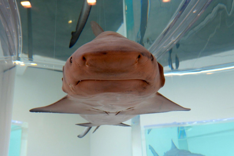 Misteriozan prizor u Izraelu: Telo trudne ajkule od tri metra isplivalo na obalu