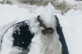 Aprilski sneg zbunio i iznenadio životinje: Milorad iz sela Jelovik pronašao zavejanu zmiju, pa je sklonio na bezbedno (FOTO)