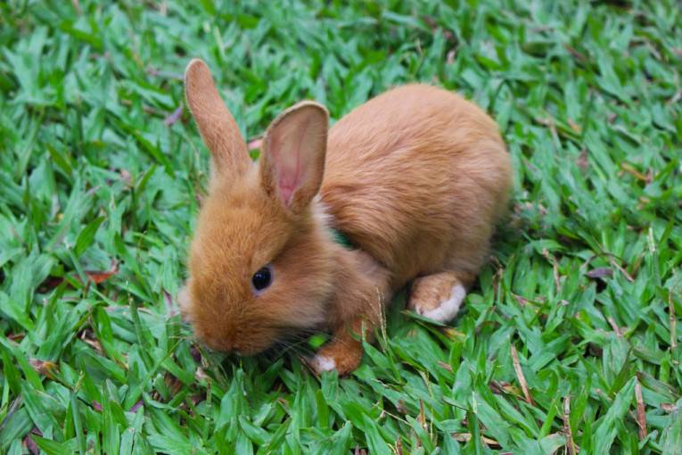 Najezda zečeva: Meštani žele da ih potamane smrtonosnim virusom
